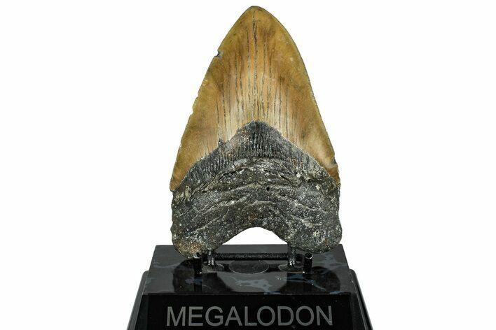 Serrated, Fossil Megalodon Tooth - North Carolina #319895